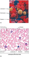 Blood smear showing erythrocytes, leukocytes, and platelets