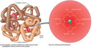 Hemoglobin structure and heme group