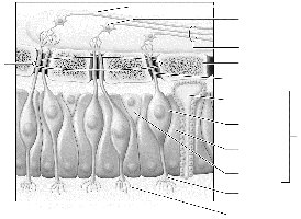 Olfactory epithelium and olfactory neurons