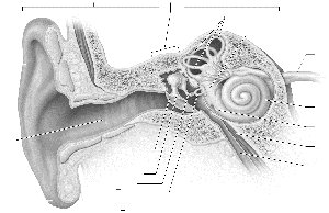 Regions of the ear