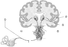 How the special senses work together
