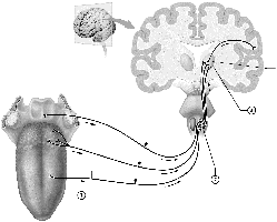 The gustatory pathway from tongue to brain