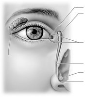 Lacrimal apparatus and accessory structures of the eye
