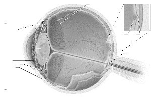 Sagittal section of internal structures of the eye