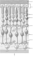 Layers of the retina