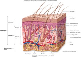 Diagram of skin layers and accessory structures