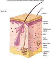 Sebaceous gland structure