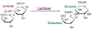 Lactase enzyme reaction: lactose to glucose and galactose