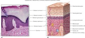 Epidermal layers and specialized cells