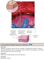 Keratinized stratified squamous epithelium