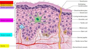 Epidermal cell types and their locations