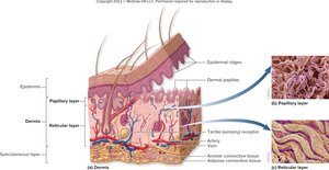 Dermal papillary and reticular layers