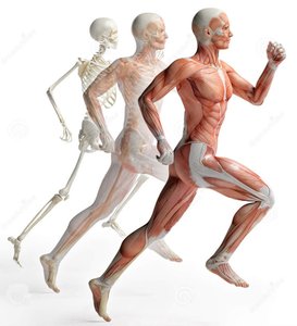 Three stages of a running human: skeleton, muscular, and skin