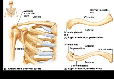 Articulated pectoral girdle and labeled clavicle