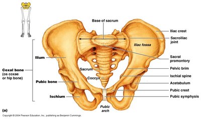 Labeled diagram of the pelvic girdle