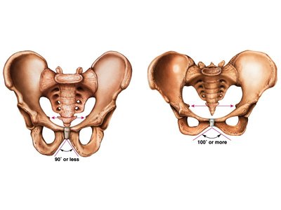 Comparison of male and female pelves