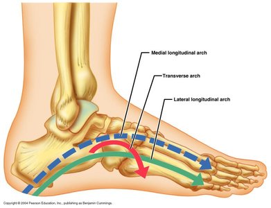 Arches of the foot