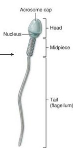 Histology of seminiferous tubule