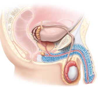 Male reproductive system anatomy