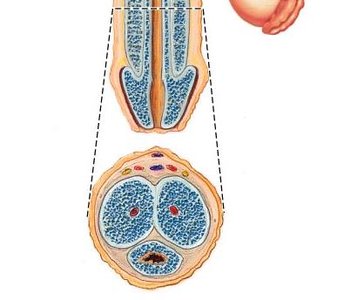 Cross-section of penis showing erectile tissues