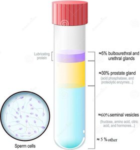 Semen composition diagram