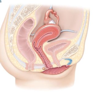 Female reproductive system anatomy