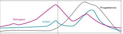 Hormone levels during ovarian and uterine cycles