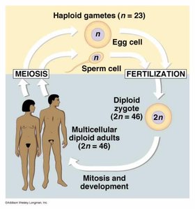 Diagram of meiosis and fertilization