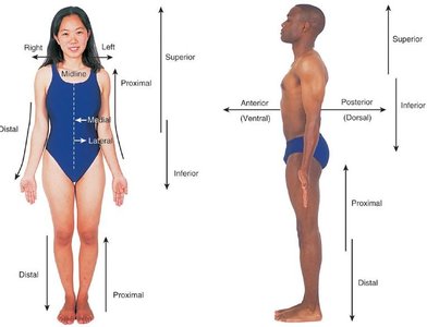Anatomical position and directional terms