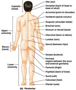 Posterior body regions and landmarks