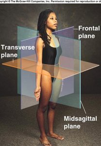 Body planes: midsagittal, transverse, and frontal