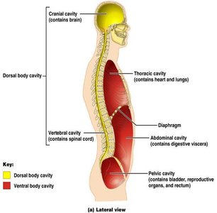 Body cavities: dorsal and ventral