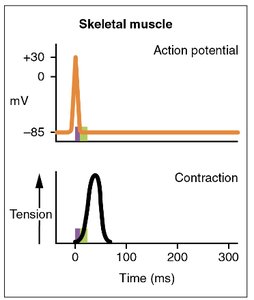 Cardiac muscle action potential and contraction