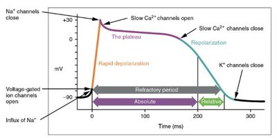 Cardiac conduction pathway