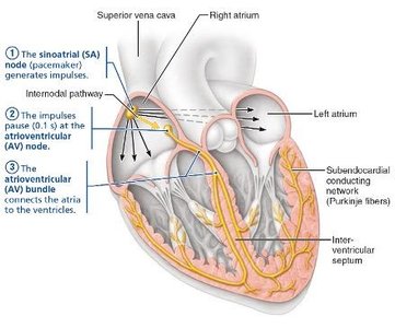 Impulse transmission to ventricles