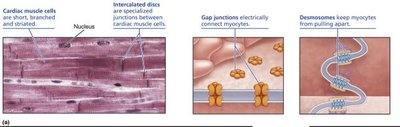 Cardiac muscle cell structure and intercalated discs