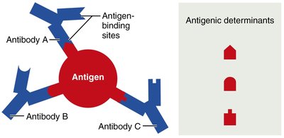 Antigenic determinants
