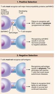 T cell education in the thymus