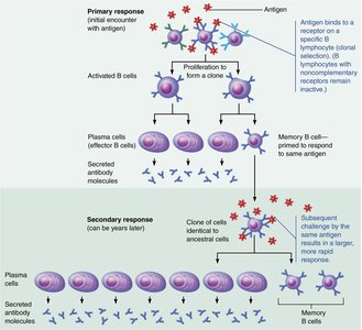 Clonal selection of a B cell