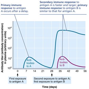 Primary and secondary humoral responses