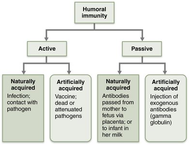 Active and passive humoral immunity