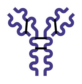 IgE structure