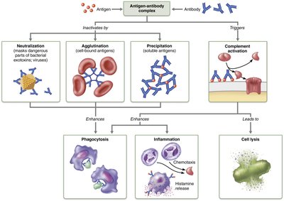 Mechanisms of antibody action