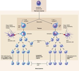 Major types of T cells