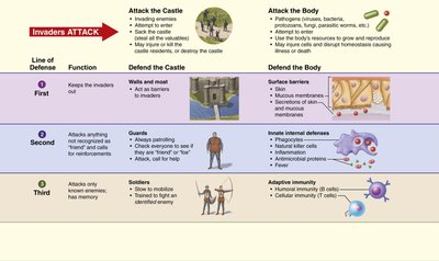 Overview of immune system lines of defense