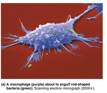 Macrophage engulfing bacteria