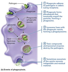 Events of phagocytosis