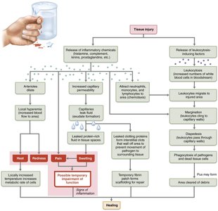 Events of acute inflammation