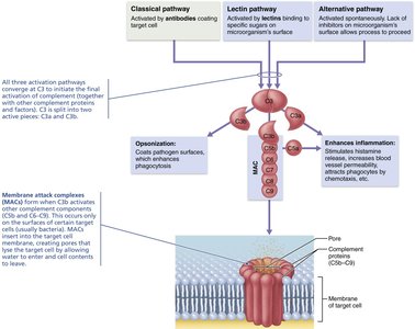 Complement activation pathways