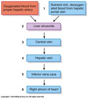 Blood flow through the liver